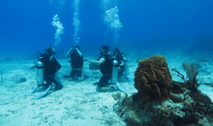 Seguro para instructor o divemaster